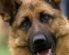 Служебная собака помогла раскрыть серию краж из автомобилей